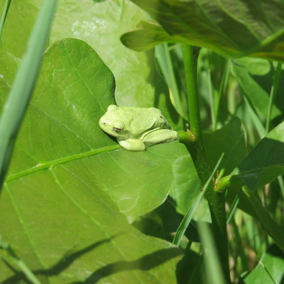 gray treefrog